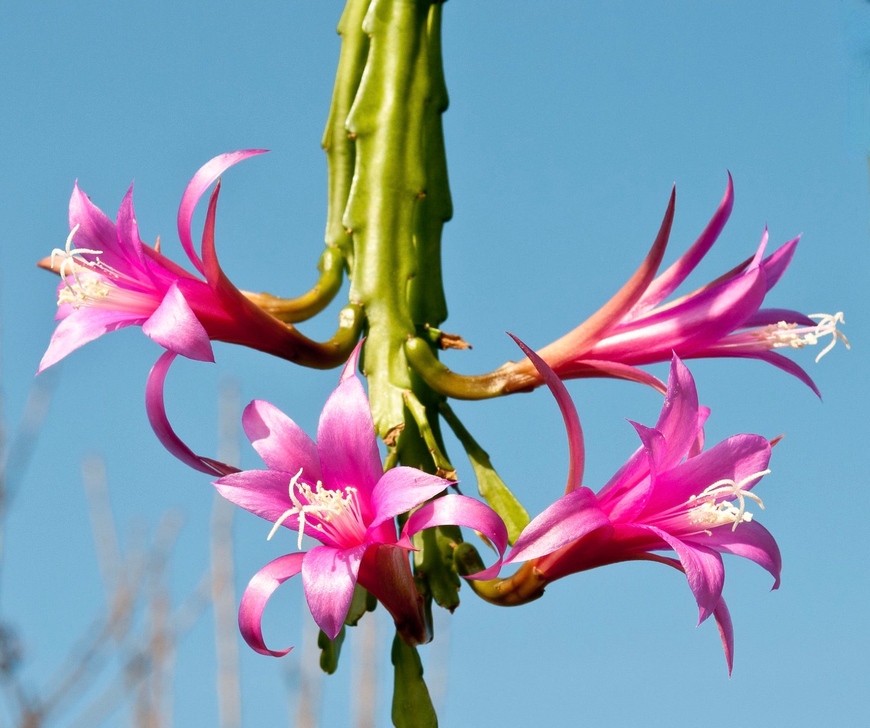 Chiapasia nelsonii green plant with  four pink flowers