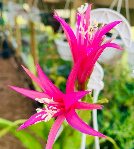 Chiapasia x Disocactus 'Emiel V.D. Auwera' felroze, stervormige cactusbloemen met witte meeldraden