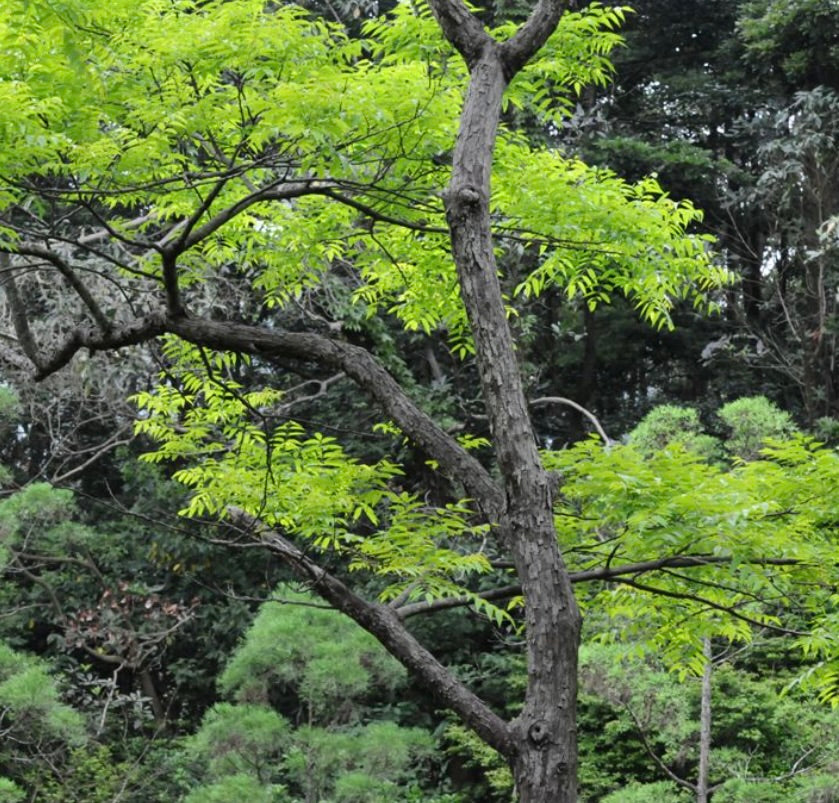 Árbol Choerospondias axillaris con hojas pinnadas de un verde brillante y corteza texturizada en un entorno natural