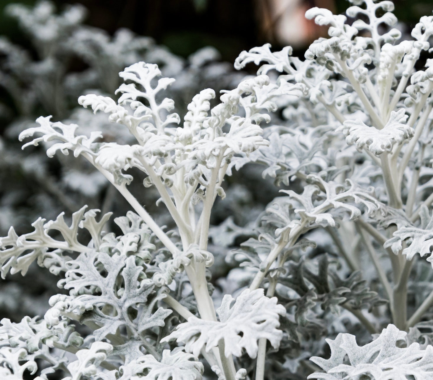 Cineraria maritima | Botanical Archive