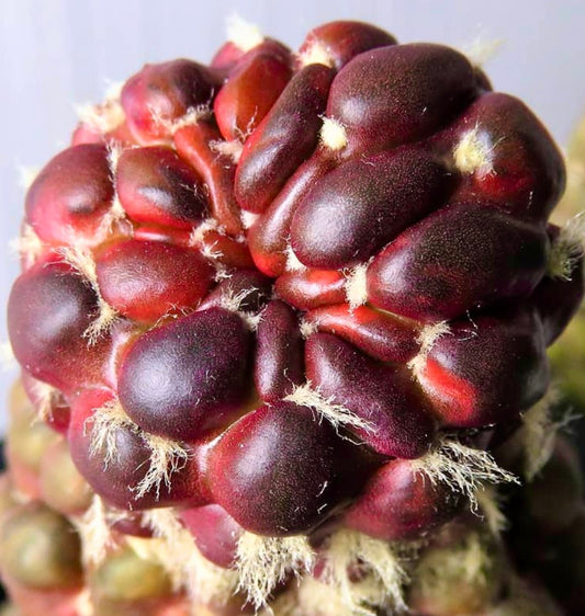 صبار نادر من نوع سينتيا كنيسي مع عقيدات منتفخة حمراء داكنة وبؤر صوفية بيضاء