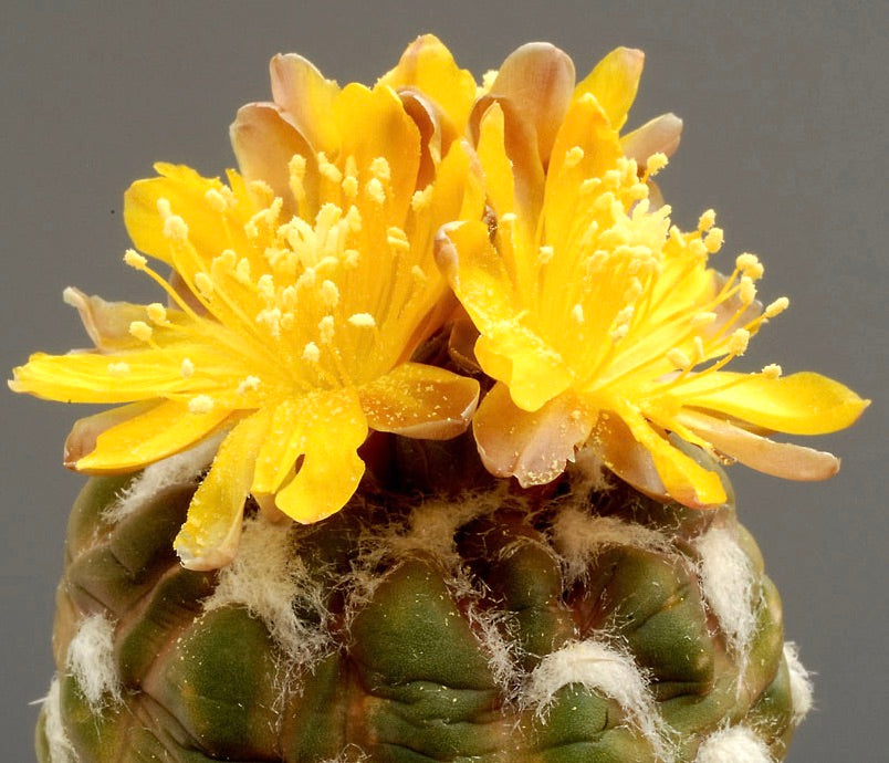 Cintia knizei cactus met levendige gele bloemen en een groen lichaam met een wollen textuur