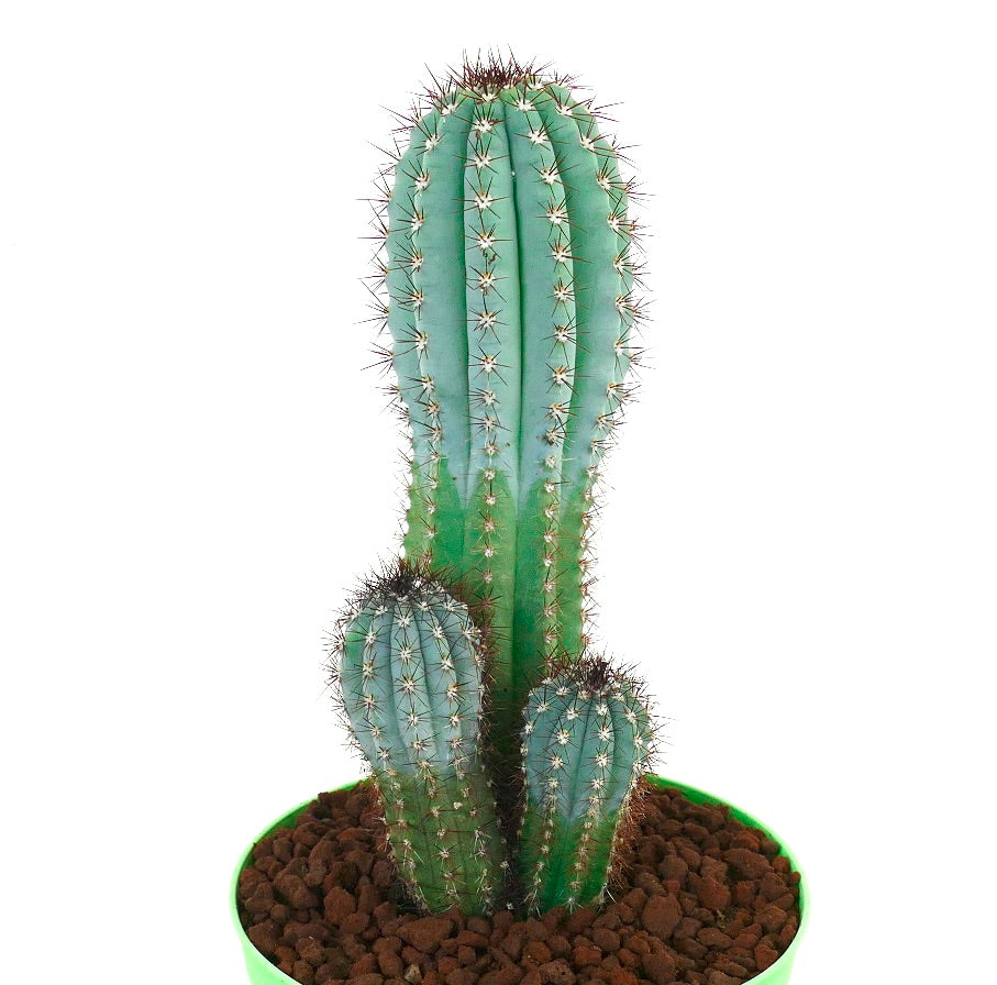 Cipocereus bradei BLUE COLUMNAR CACTI