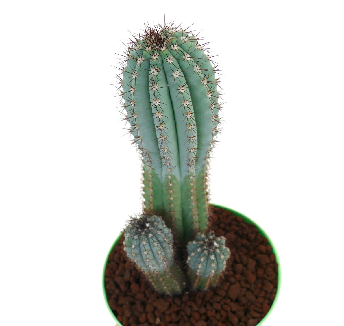 Cipocereus bradei BLUE COLUMNAR CACTI