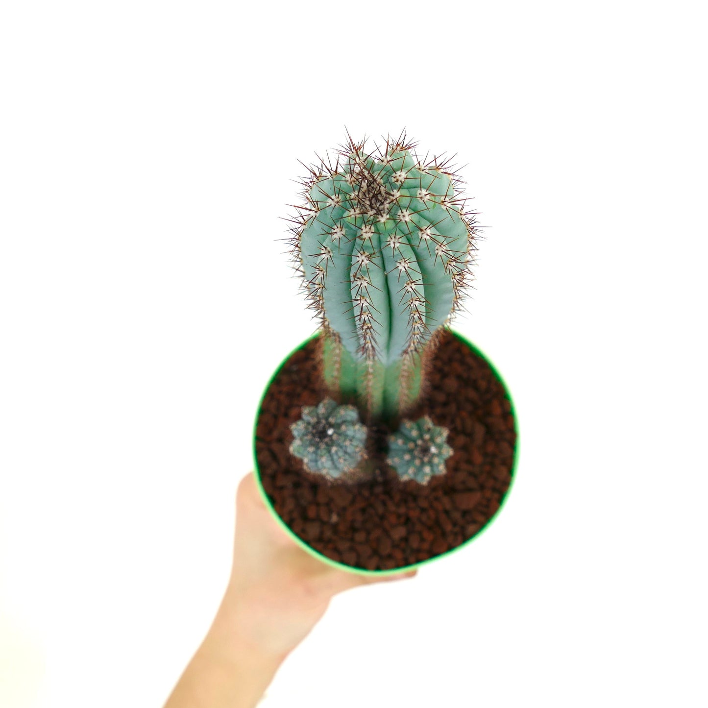 Cipocereus bradei BLUE COLUMNAR CACTI