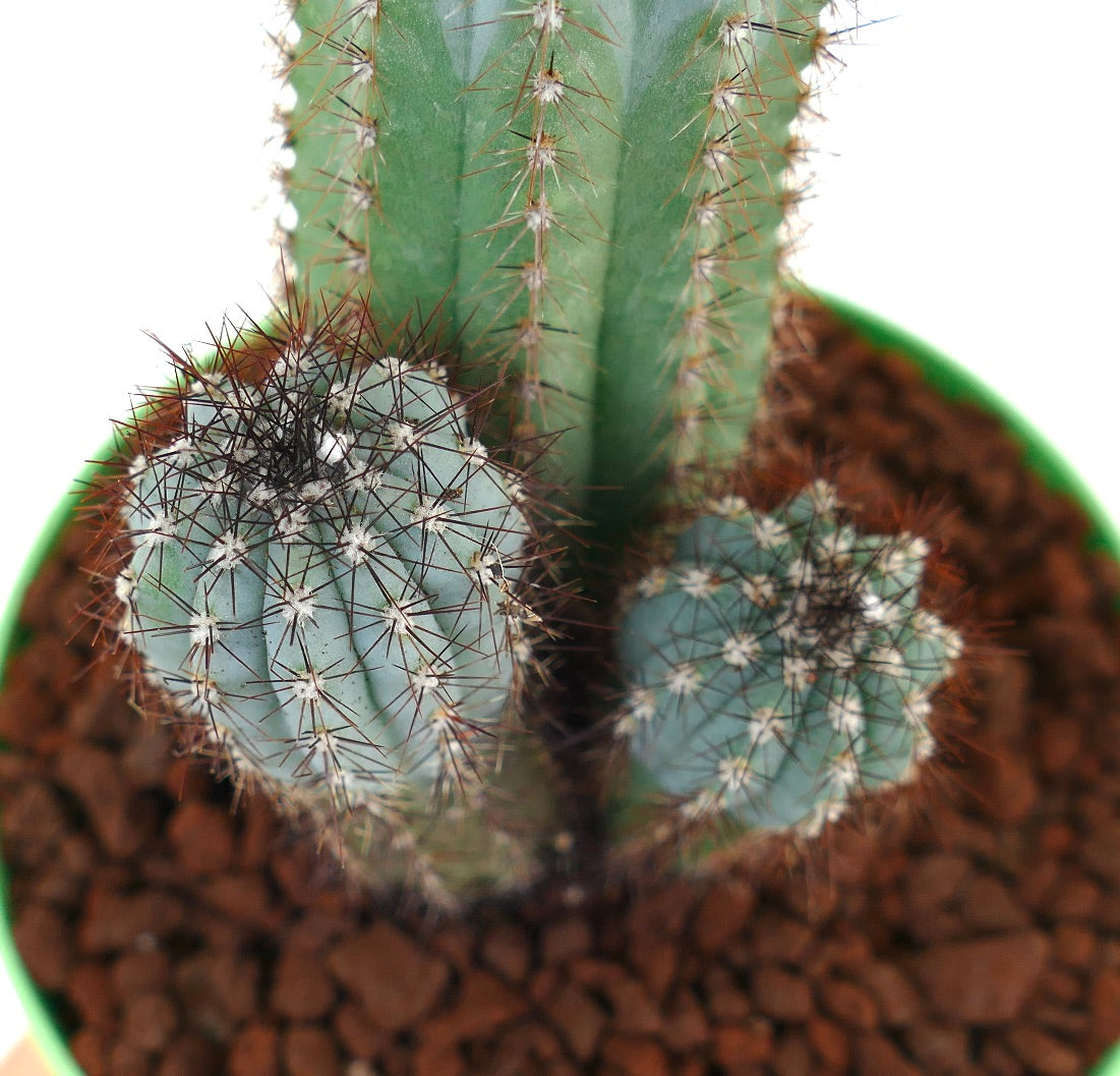 Cipocereus bradei BLUE COLUMNAR CACTI