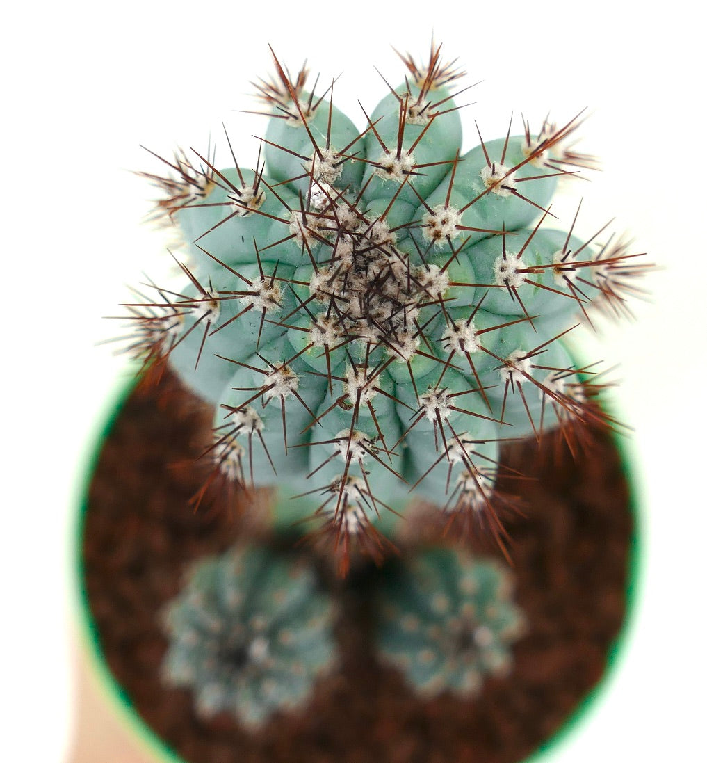 Cipocereus bradei BLUE COLUMNAR CACTI