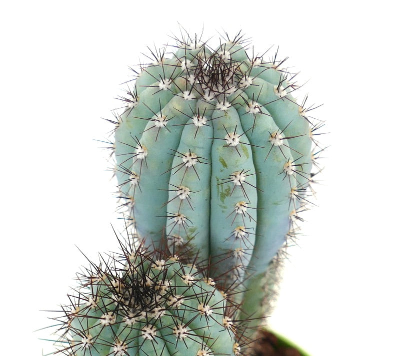 Cipocereus bradei FULL POT