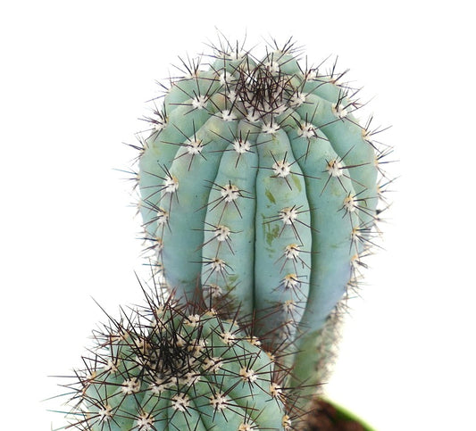 Cipocereus bradei FULL POT