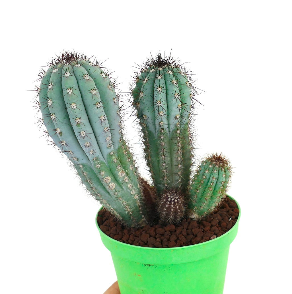 Cipocereus bradei FULL POT