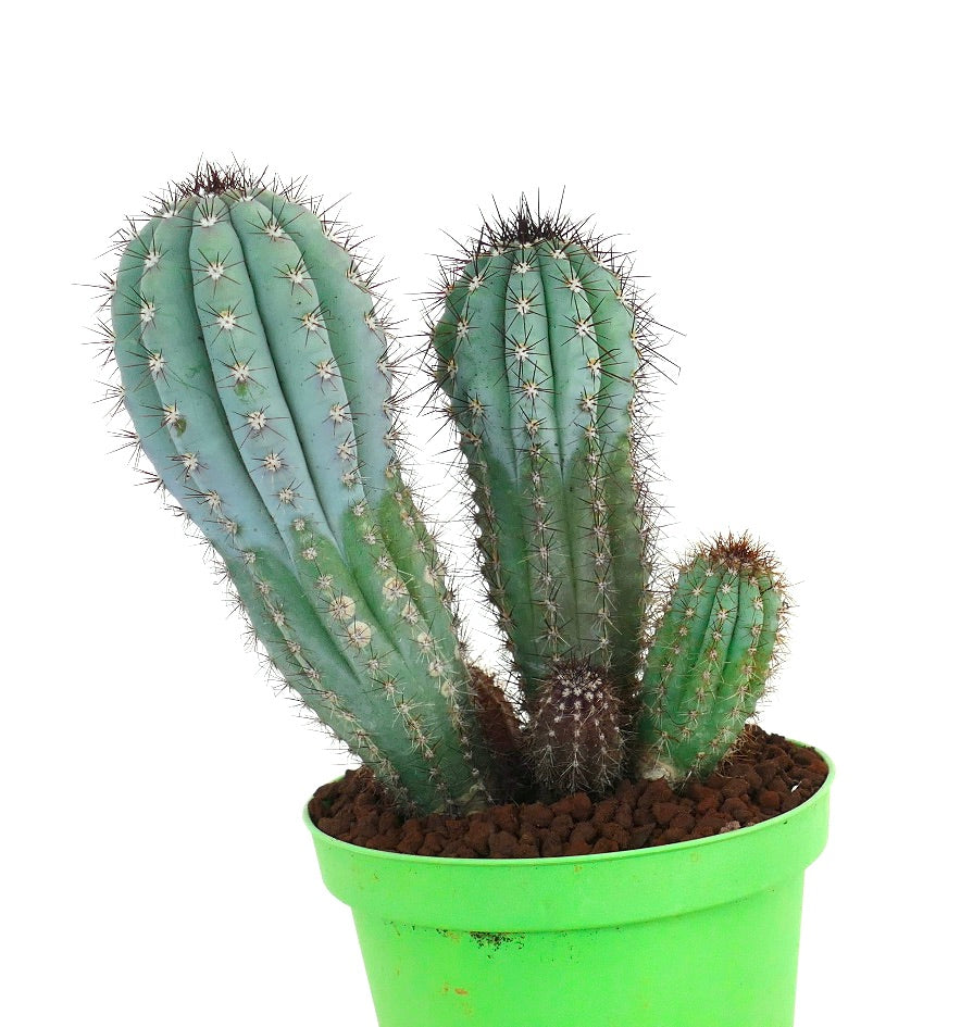 Cipocereus bradei FULL POT