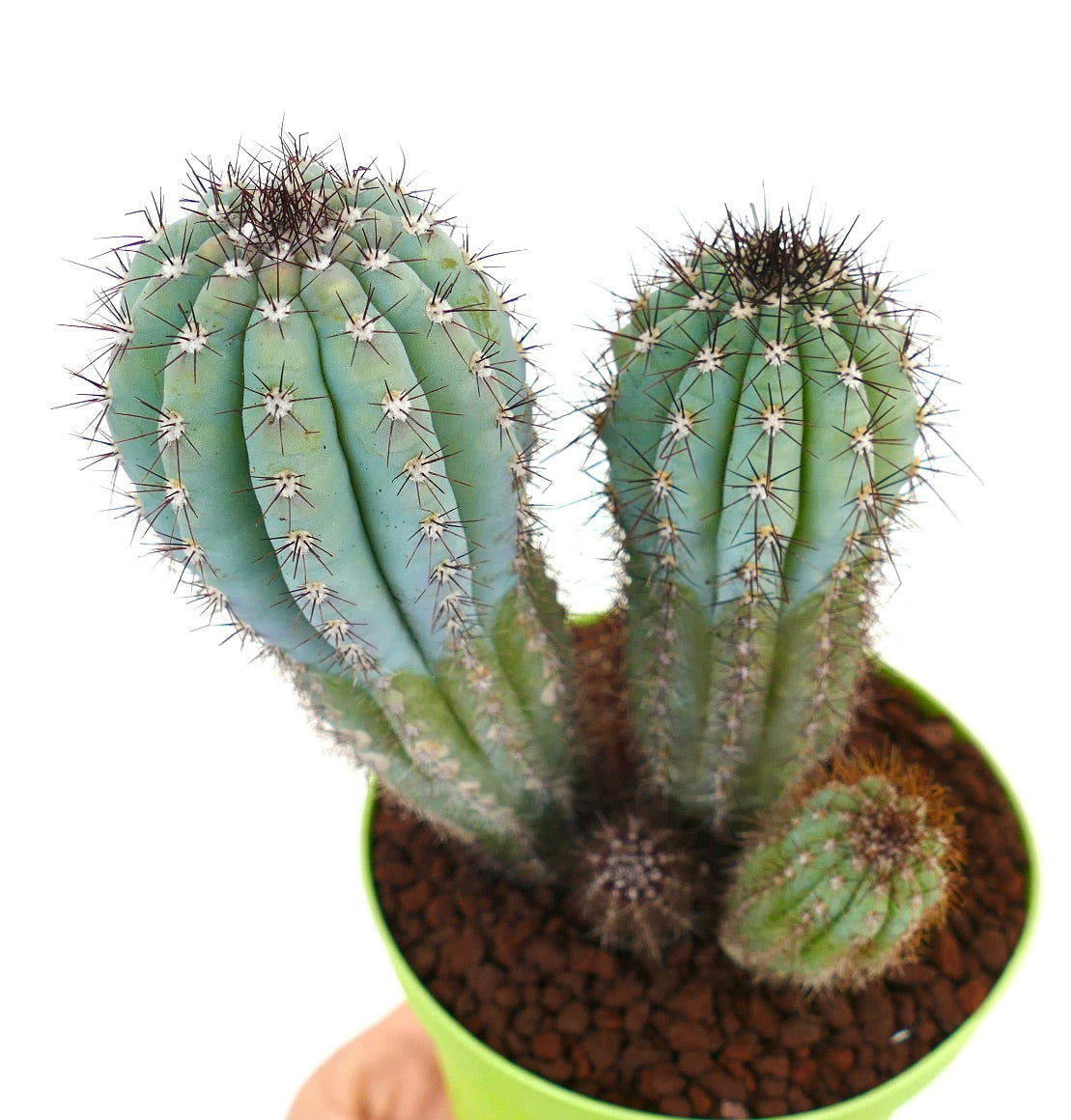 Cipocereus bradei FULL POT