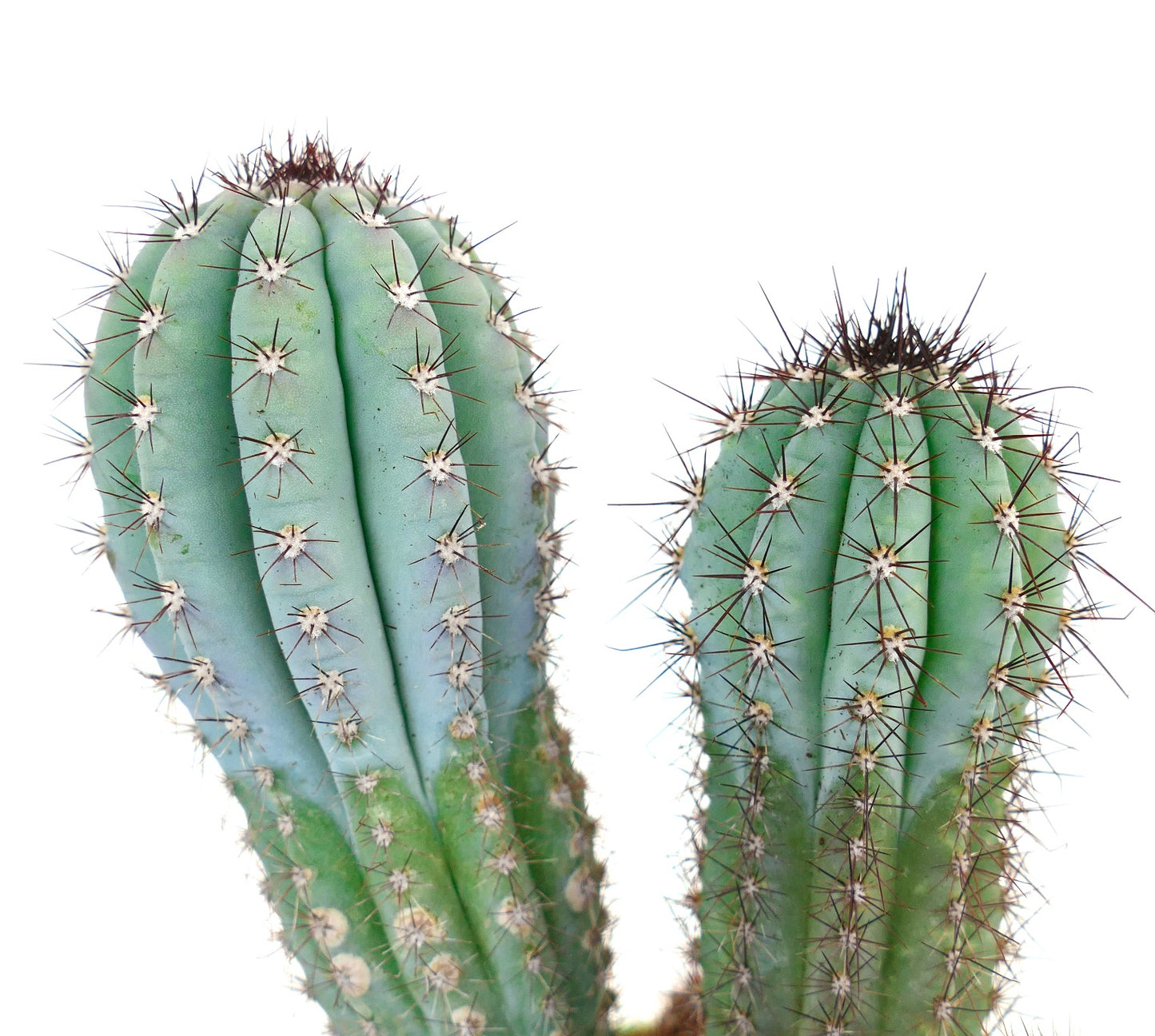 Cipocereus bradei FULL POT