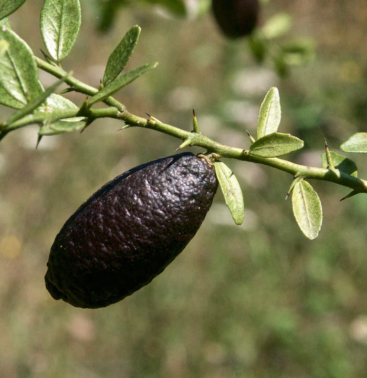 Citrus australasica cv BLACK thorny branch with elongated dark textured fruit and small green leaves