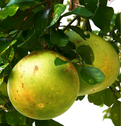 Citrus grandis o C. Maxima (POMELO or PUMMELO SHADDOCK) 50-100cm