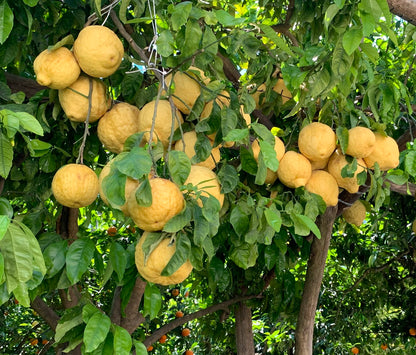 Citrus limon SORRENTO