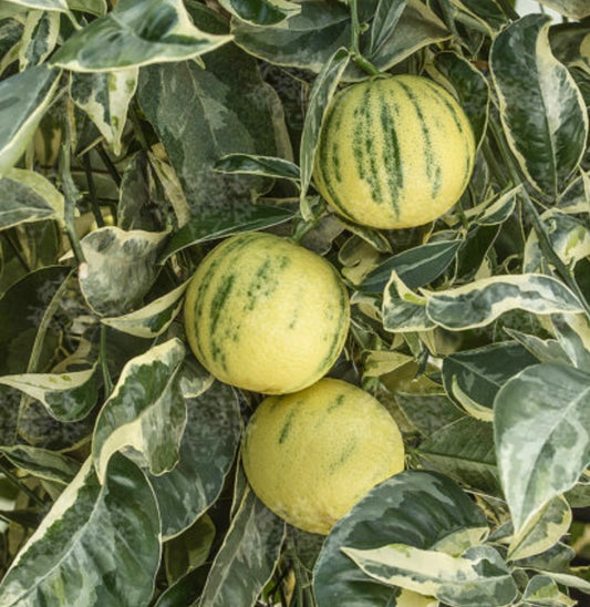 Citrus limon VARIEGATED 50-100cm