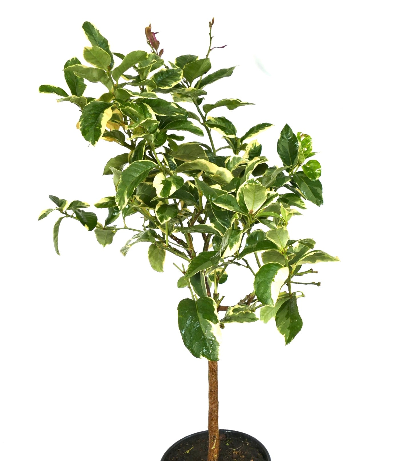 Citrus limon variegated small tree with green and creamy white edged leaves in pot