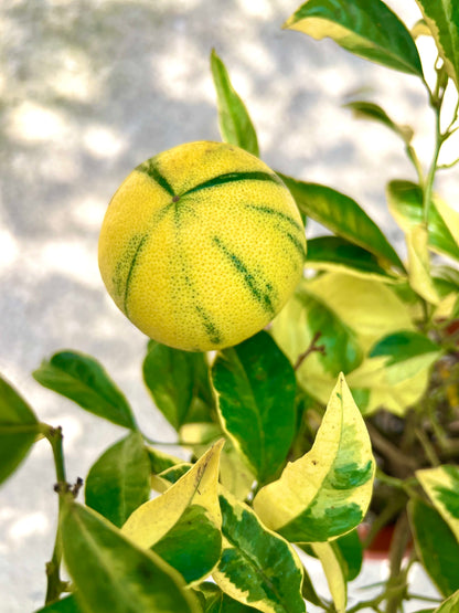 Citrus limon variegated fruit with yellow and green striped peel and variegated green-yellow leaves