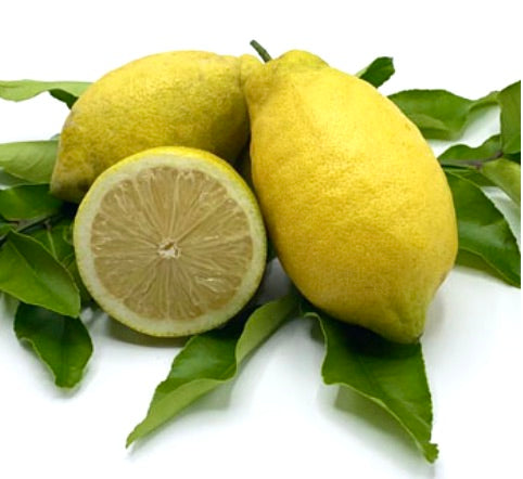 Citrus limon cv 'Lunario' ripe yellow lemons with textured skin and green leaves