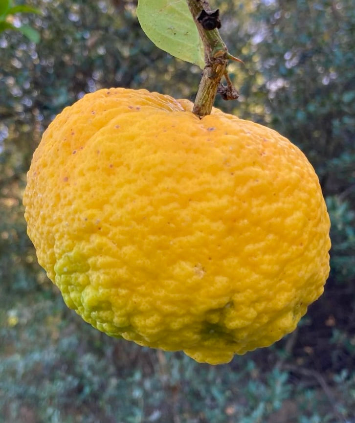 Citrus limon var. pompia