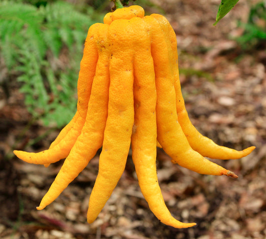 Citrus medica var. sarcodactylus (Buddha's hand Citron) 150-160cm