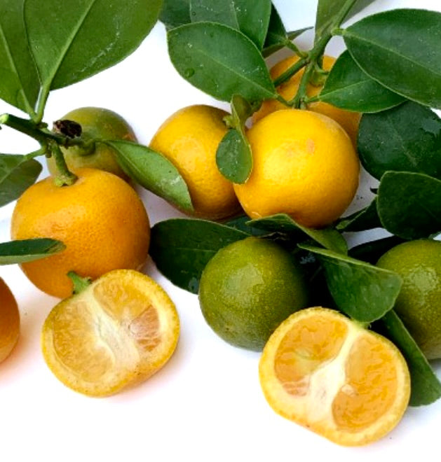 Citrus mitis CALAMONDINO (dwarf mandarin) 40-70cm