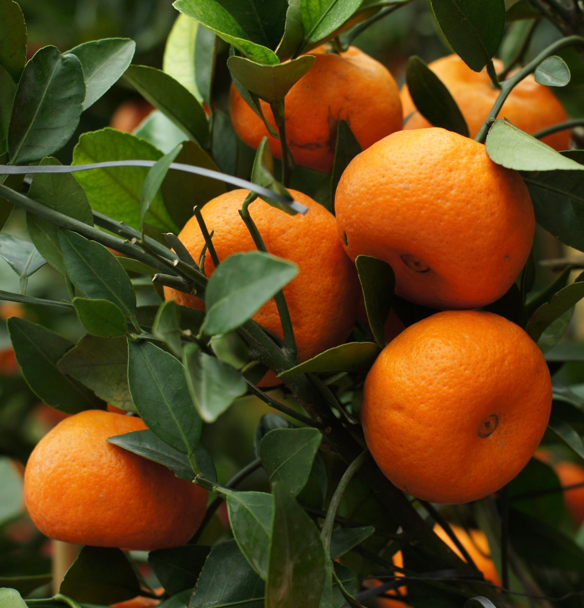 Citrus reticulata | Unieke Plant voor Verzamelaars