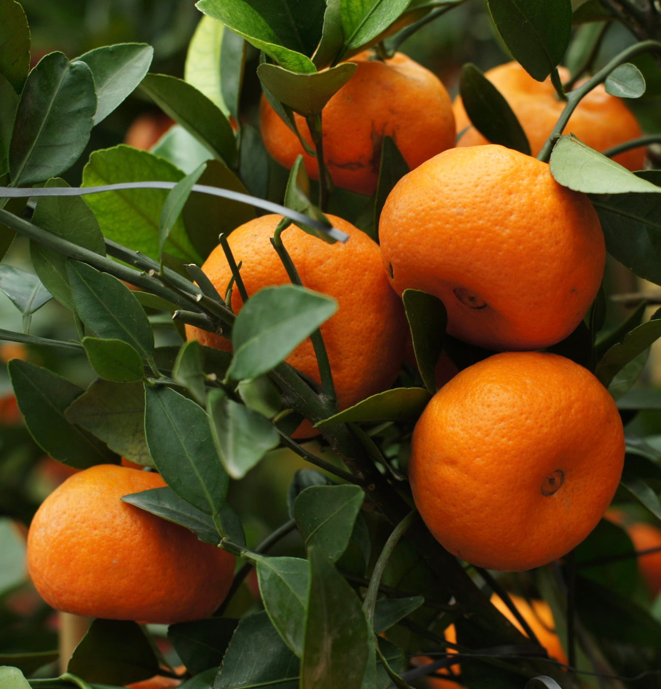 ผลส้มแมนดารินสีส้มสดใสสุกพร้อมใบสีเขียวเป็นมันบนกิ่ง