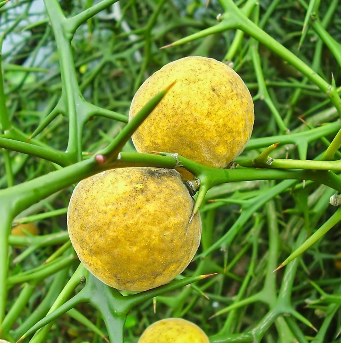 Citrus trifoliata thorny branches with rough yellow fruit close-up detail