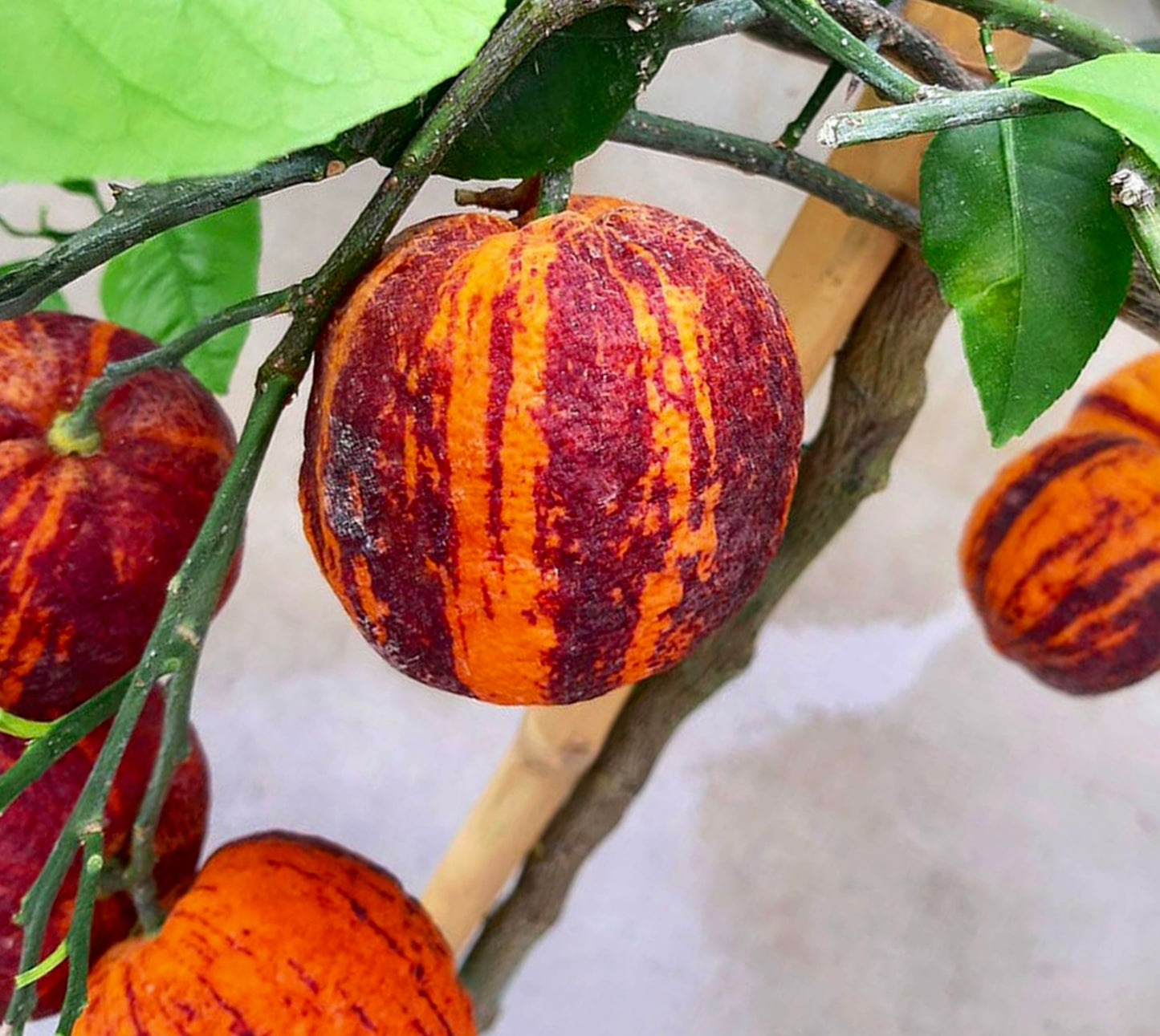 Citrus x aurantium striped orange and red rare citrus fruit on branch