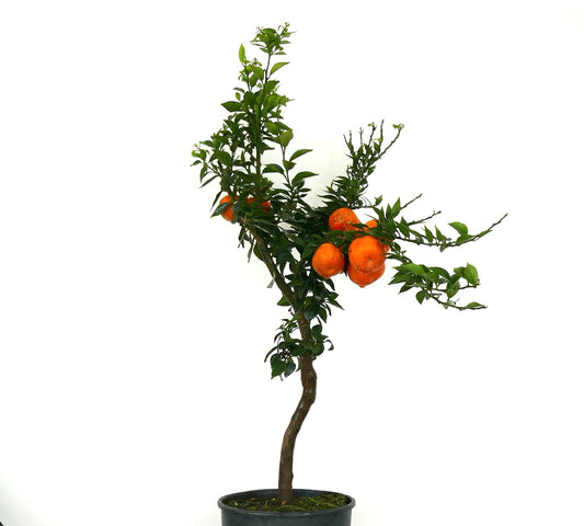 Citrus x myrtifolia small potted citrus tree with glossy green leaves and ripe orange fruits