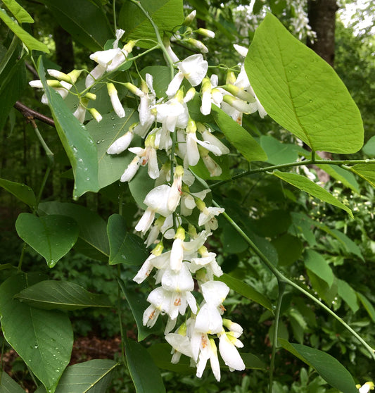 Cladrastis kentukea cascading white flowers with lush green leaves in natural woodland setting