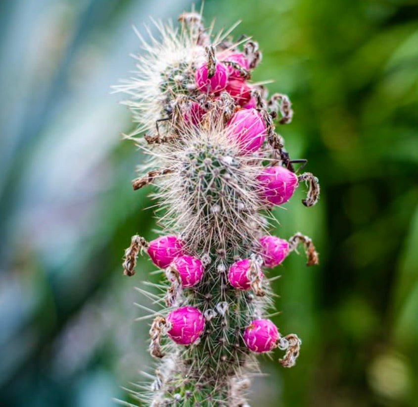 Cleistocactus baumannii cactus with dense spines and vibrant pink flower buds close-up