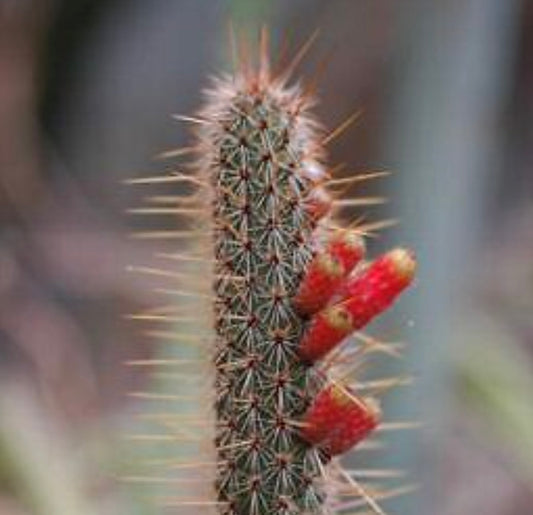 Cleistocactus ianthinus SEEDS