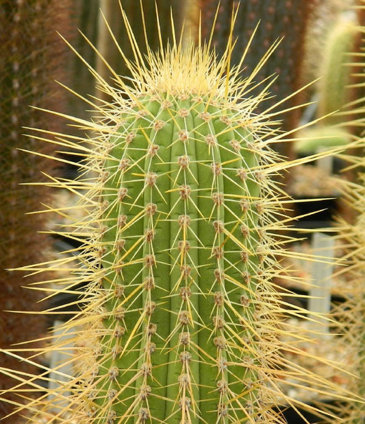 كليستوكاكتوس إيبوتانوس صبار أخضر طويل مع أشواك صفراء طويلة وكثيفة عن قرب