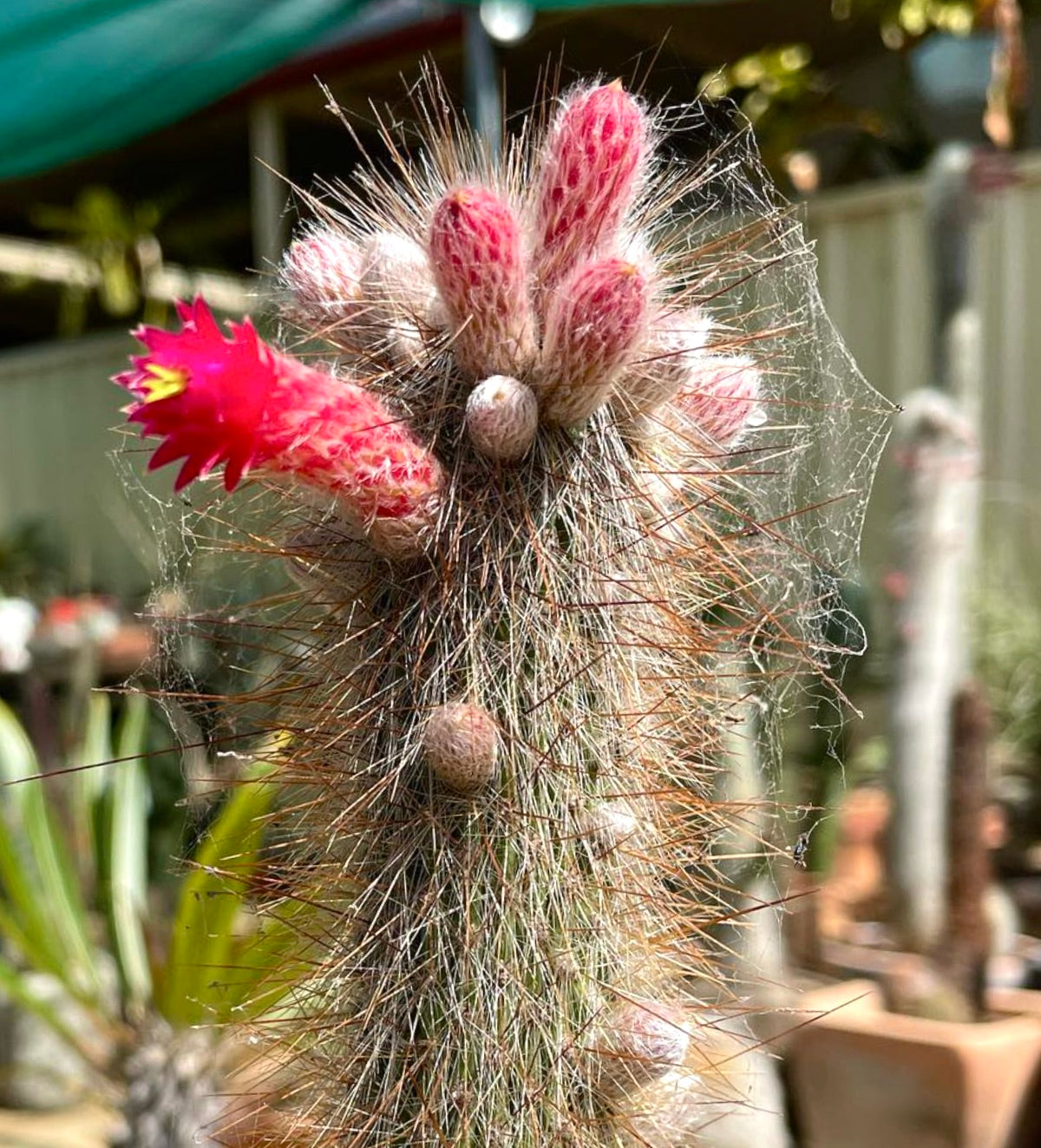 Cleistocactus jujuyensis cactus with dense spines and bright pink tubular flowers in bloom