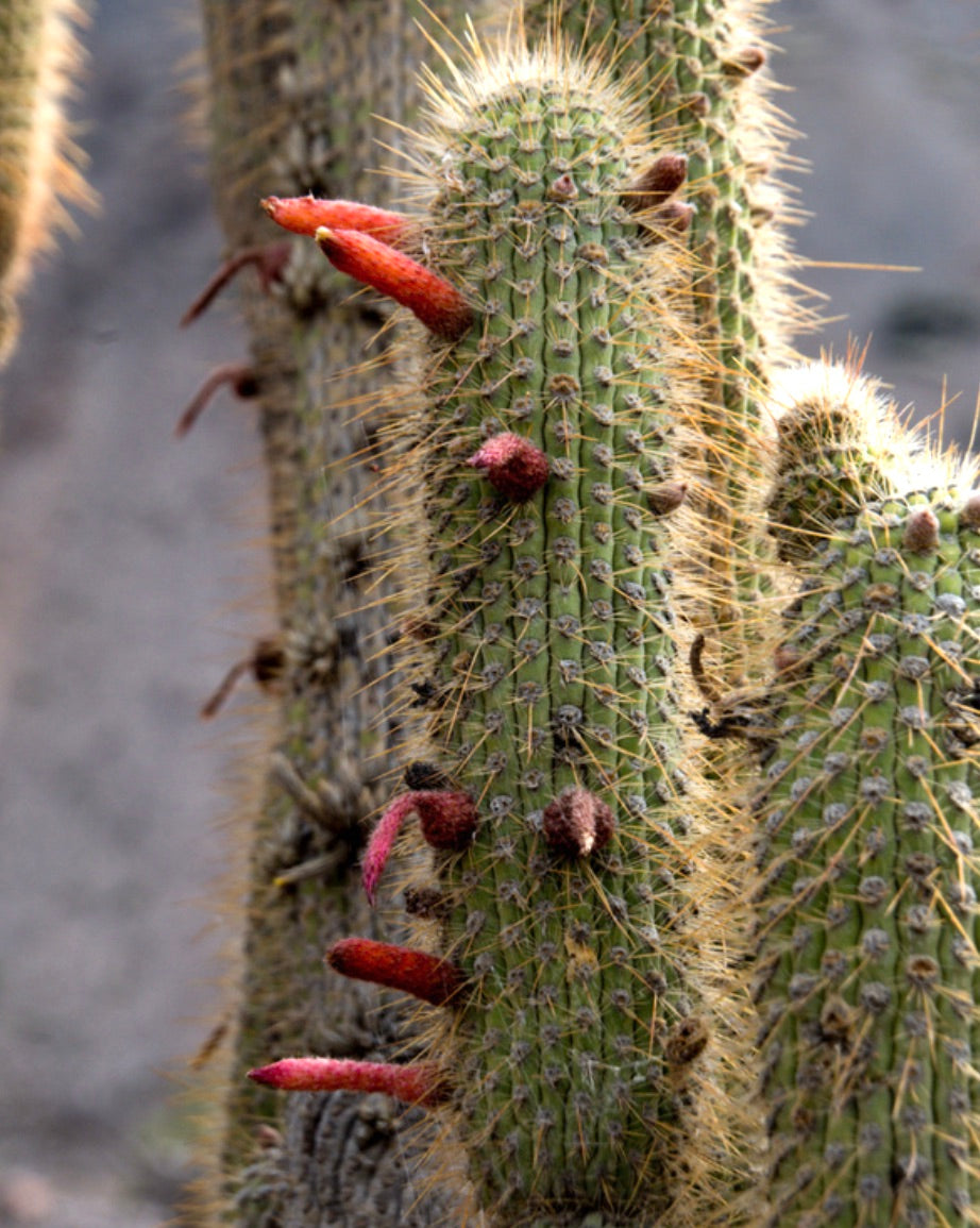 Cleistocactus luribayensis tall green cactus with dense golden spines and red tubular flowers