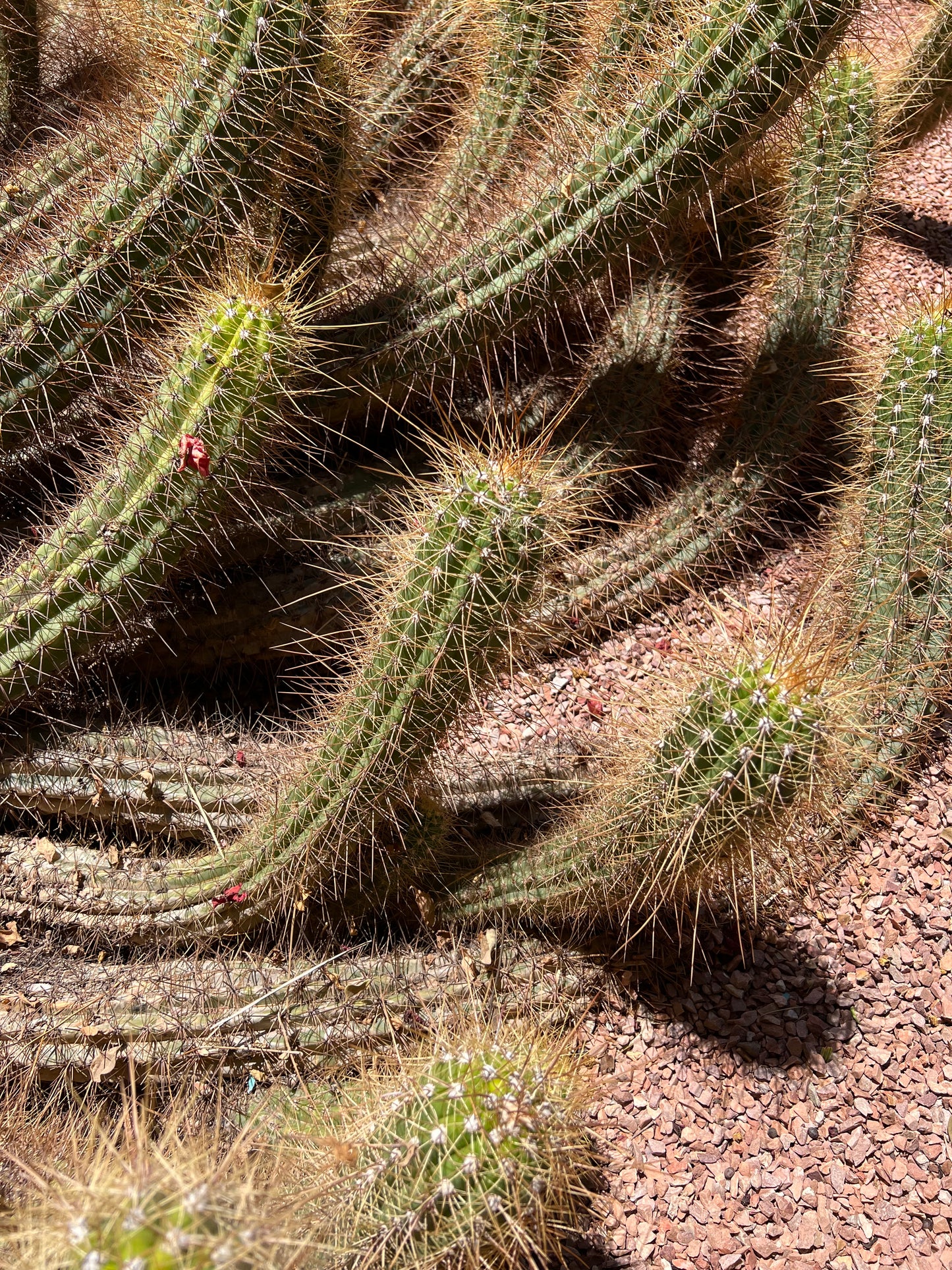 Cleistocactus margaretanus tett tornete sukkulent kaktus med avlange grønne stilker og gyldne pigger