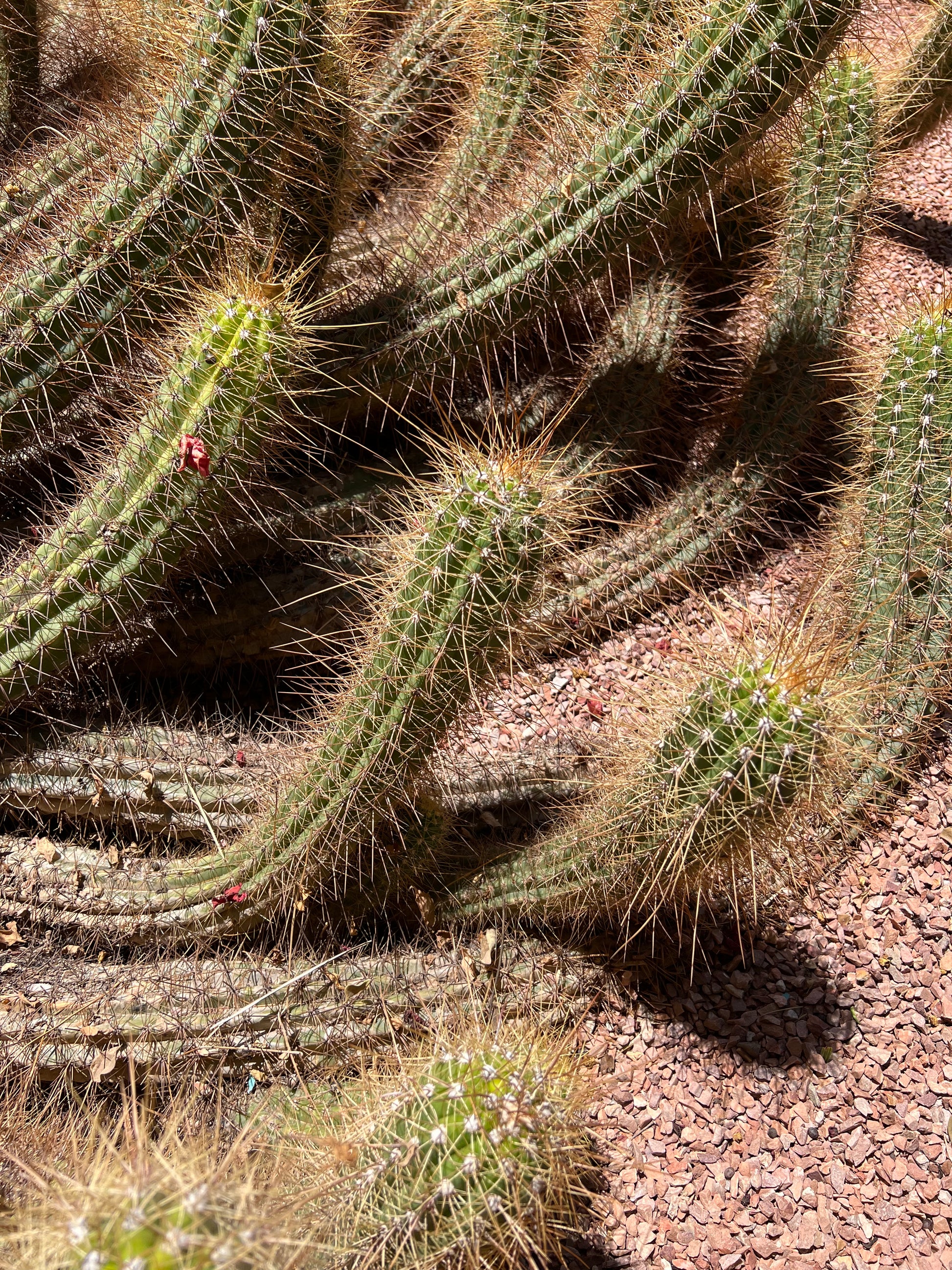 Cleistocactus margaretanus tett tornete sukkulent kaktus med avlange grønne stilker og gyldne pigger