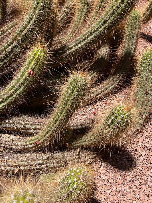 Cleistocactus margaretanus tett tornete sukkulent kaktus med avlange grønne stilker og gyldne pigger