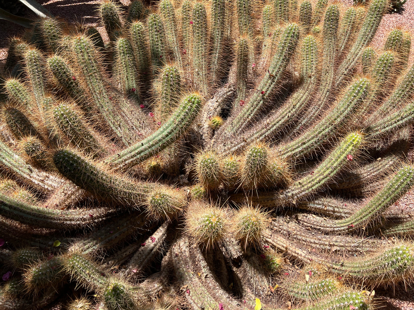 Cleistocactus margaretanus klynget kaktus med tette gyldne pigger og små røde knopper som vokser i ørkenjord