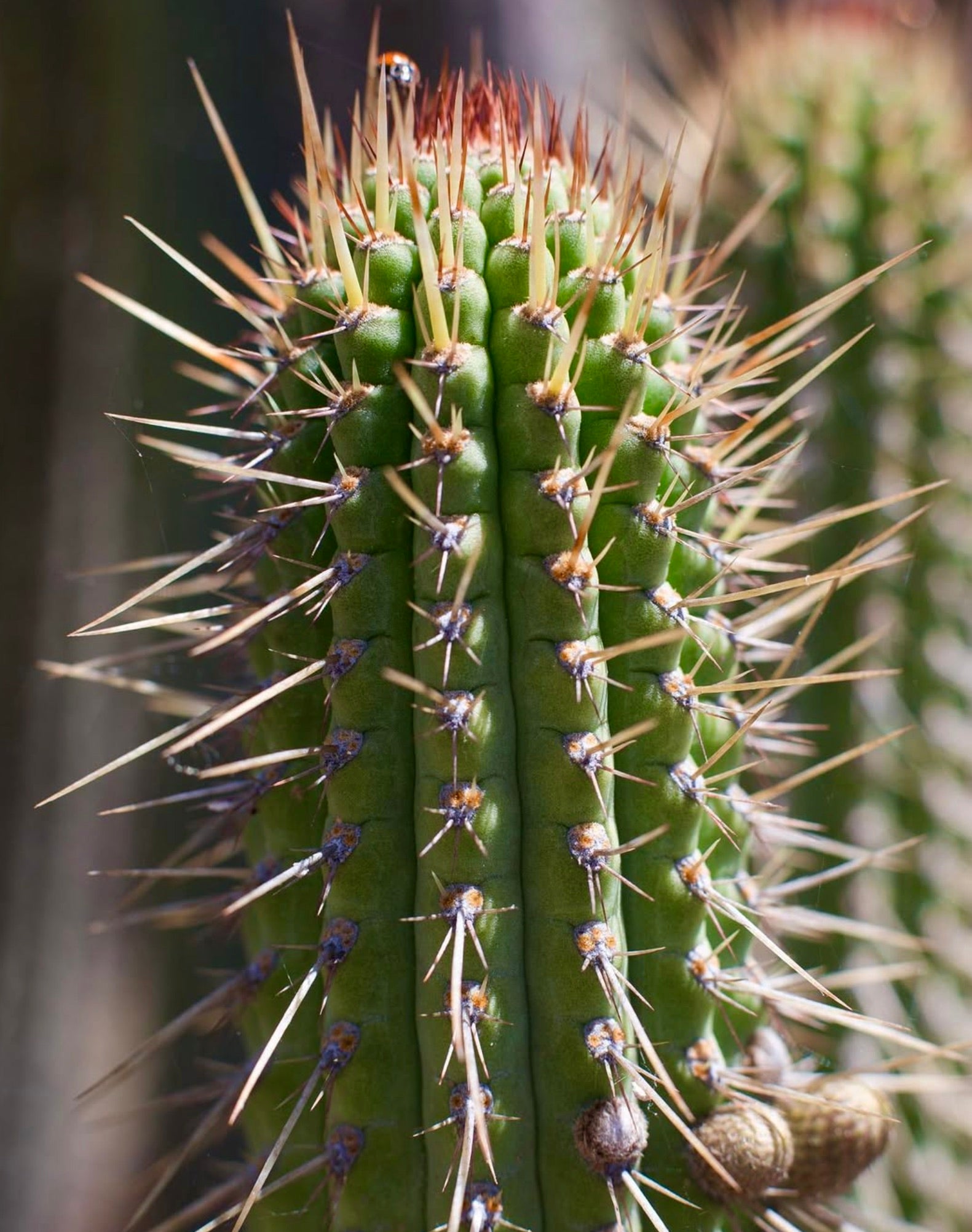 Cleistocactus morawetzianus tall green cactus with sharp long yellow and brown spines close-up
