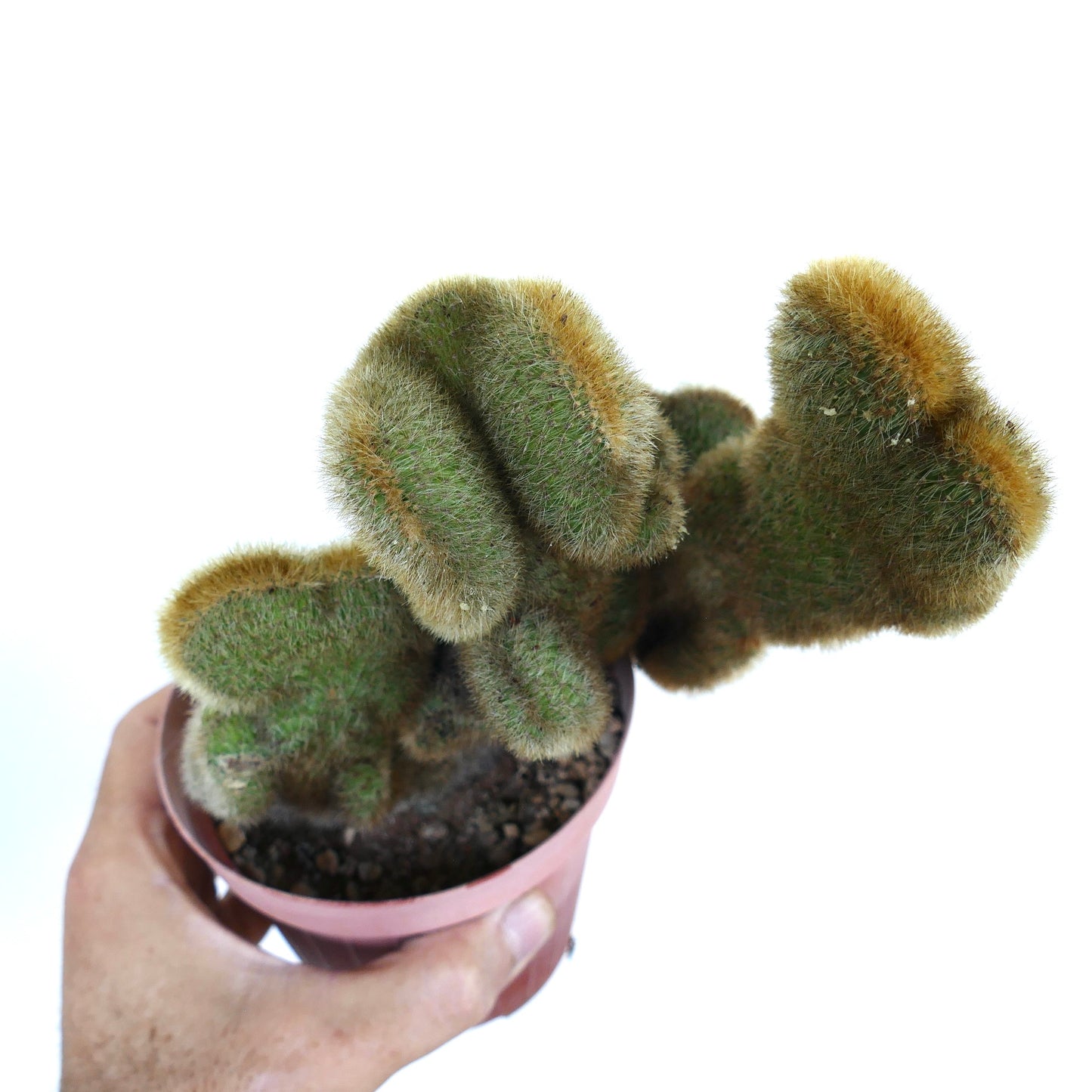 Cleistocactus parapetiensis, gekämmt, in einem Plastiktopf, zeigt kompakte, fächerartige grüne Stämme, dicht bedeckt mit kurzen goldenen Stacheln, gehalten in einer Hand.