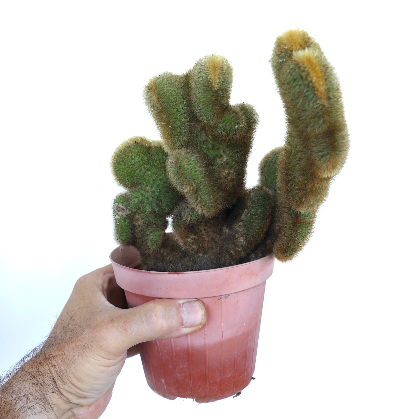 Getopfter Cleistocactus parapetiensis mit hohen, unregelmäßigen, welligen Stielen, die mit feinen gelblichen Dornen bedeckt sind, präsentiert vor weißem Hintergrund.