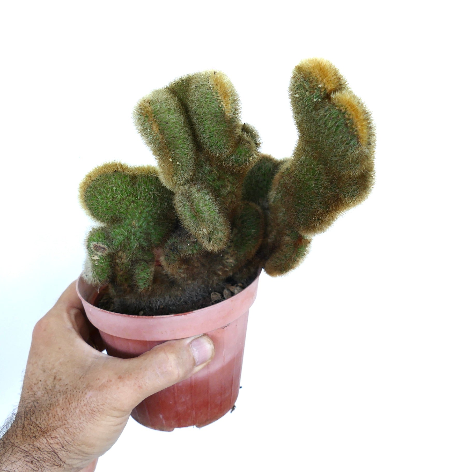 Seitenansicht des Crested-Cleistocactus parapetiensis-Kaktus mit gruppiertem, gekammtem Wachstum und samtigen goldenen Stacheln.