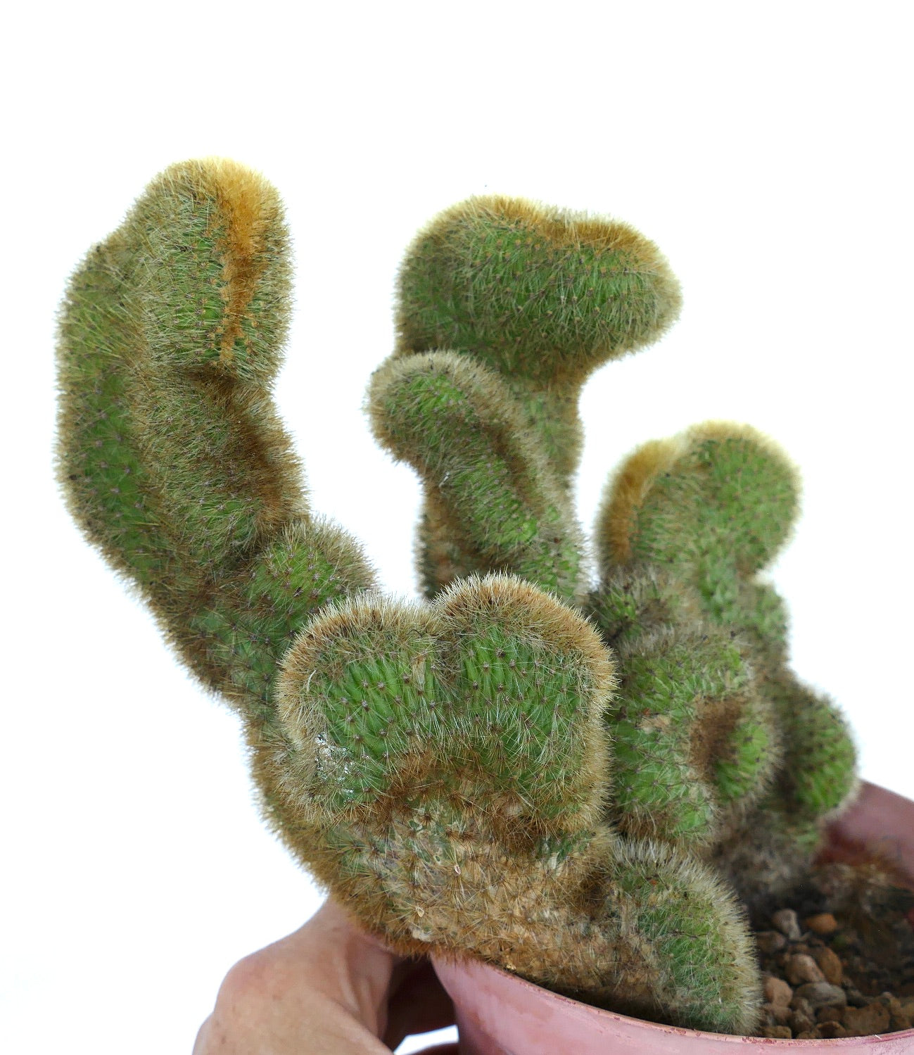 Nahaufnahme von Cleistocactus parapetiensis crested, die seine aufrecht stehenden, fächerförmigen Stängel zeigt, die dicht mit goldenen Stacheln besetzt sind.