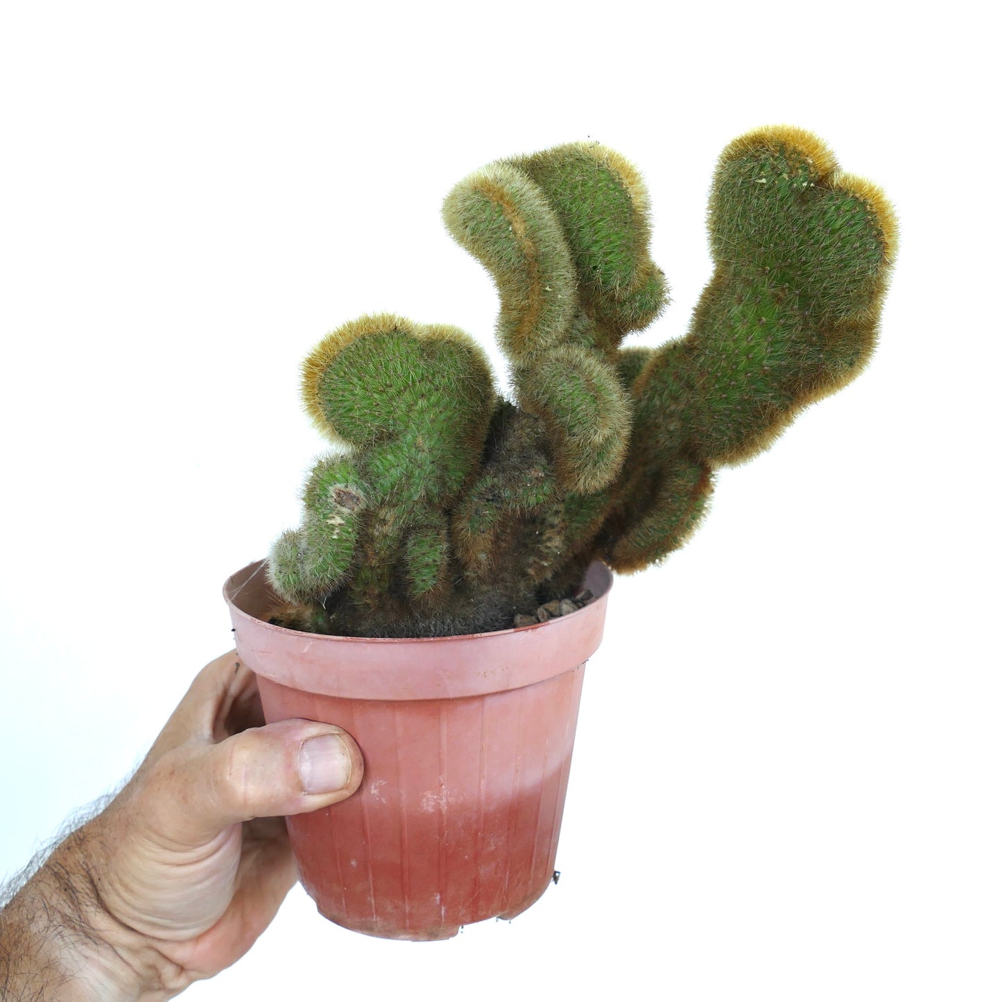 Cleistocactus parapetiensis mit Kammwachstum in einem Topf, zeigt mehrere grüne Stängel mit welligem, gekammtem Wachstum und einer weichen goldenen Stachelbedeckung.