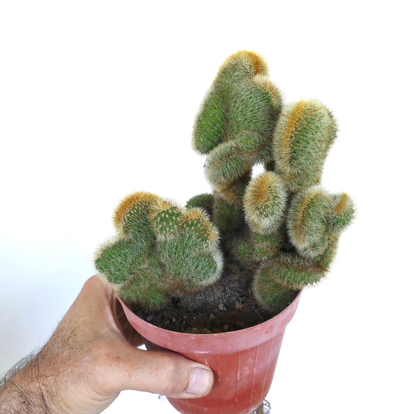Cleistocactus parapetiensis gefiedert in einem Topf, mit mehreren aufrechten grünen Stielen, die wellige Kämme bilden, dicht bedeckt mit goldbraunen Stacheln, in einer Hand gehalten.