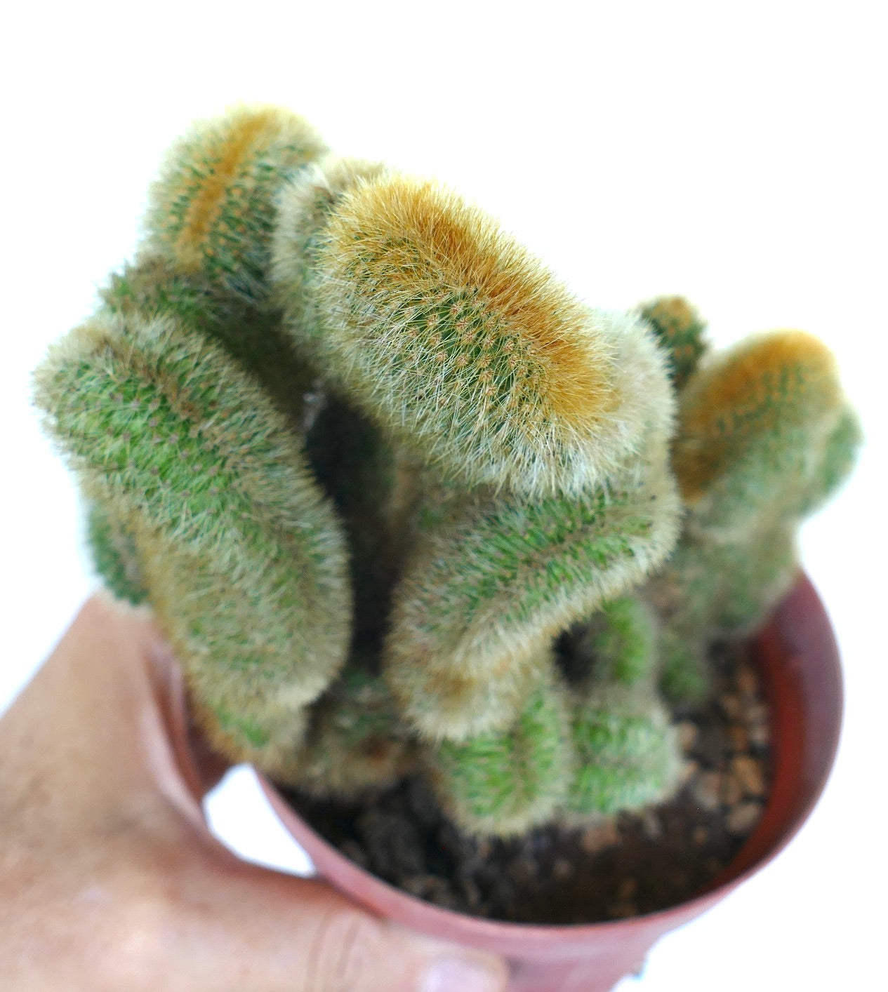 Nahaufnahme von Cleistocactus parapetiensis crested, die seine dichten goldenen Stacheln und das unregelmäßige, skulpturale Wachstum hervorhebt.